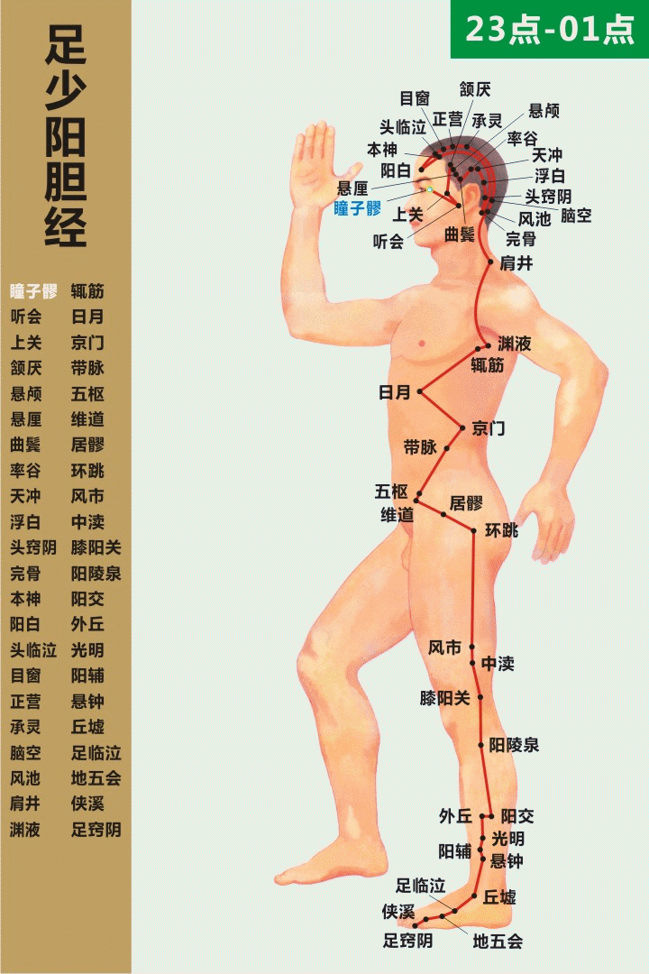 十二經絡走向動態圖 道家養生網