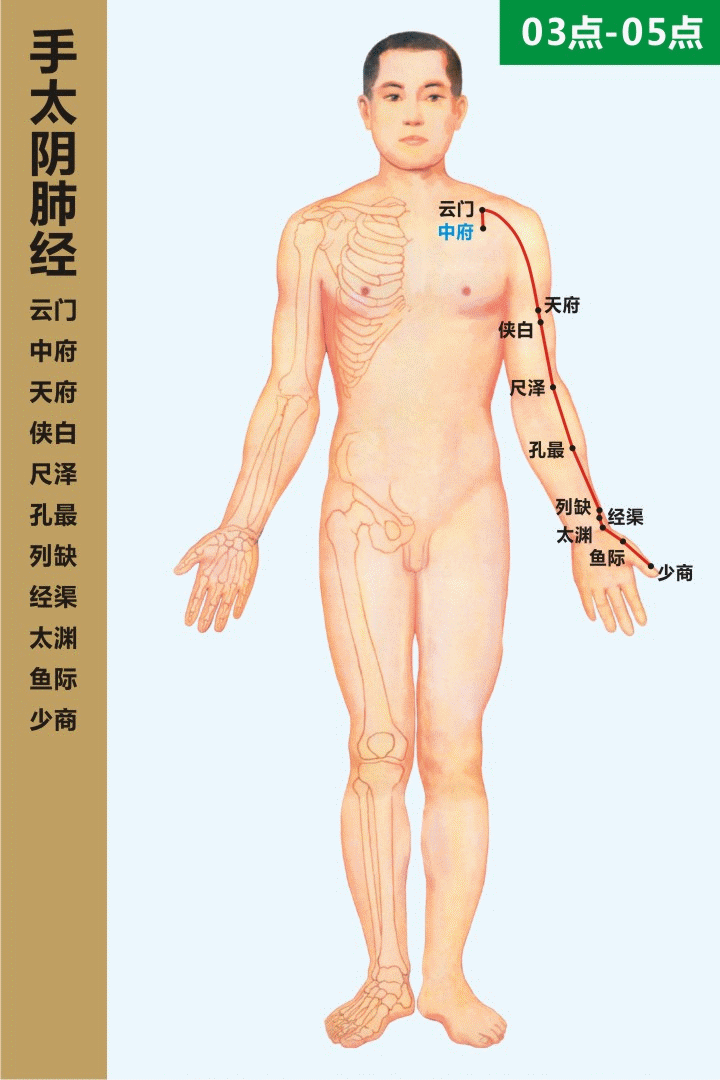 十二經絡走向動態圖 道家養生網