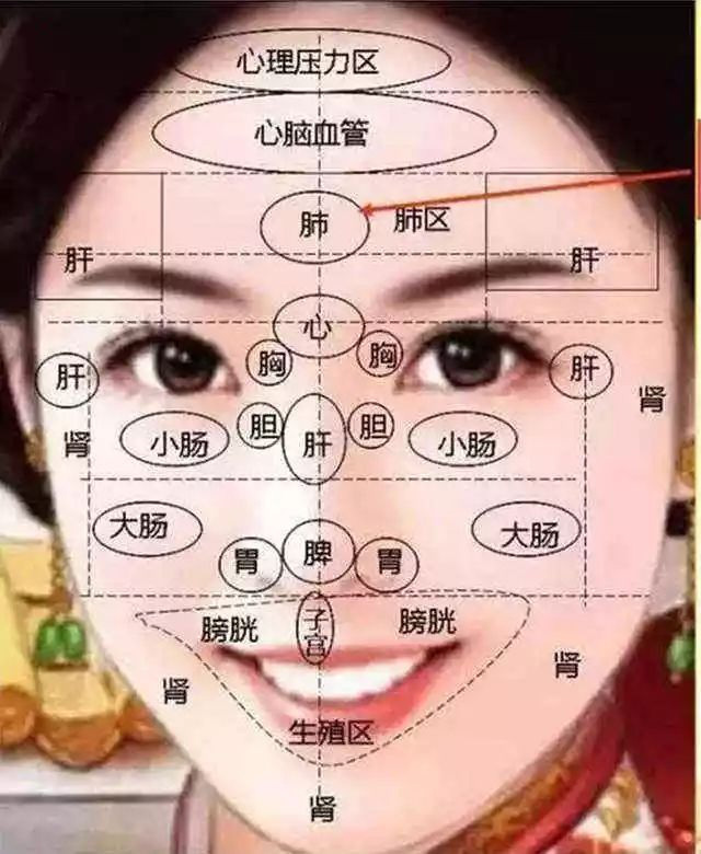 面部反射區 面部和臟腑的關系 道家養生網